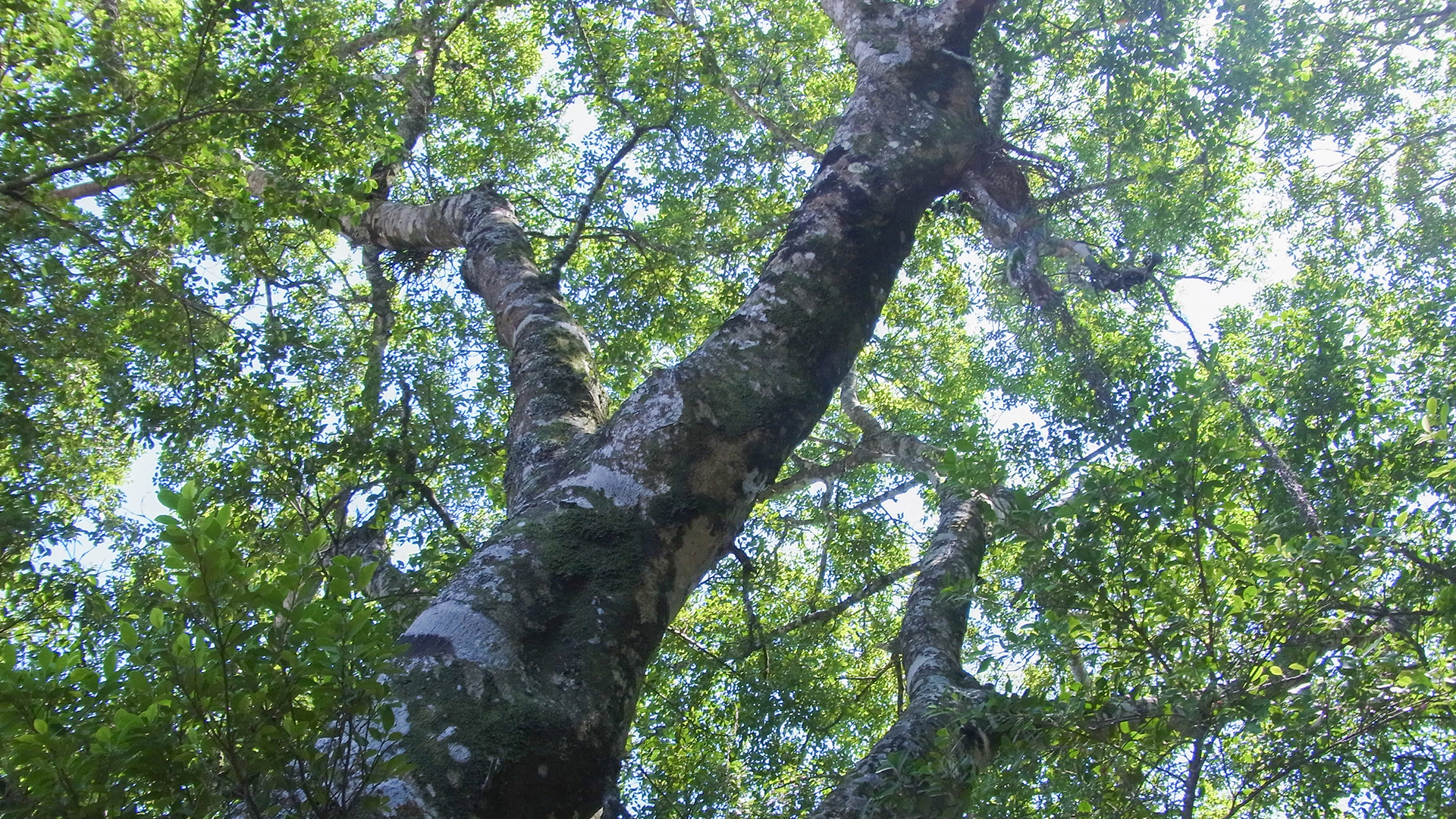 kiichiro komobuchi official website